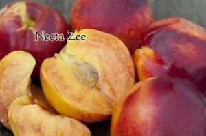 DWN Miniature Nectarine Necta Zee on Lovell $55.99