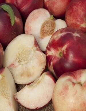 DWN Miniature Nectarine Arctic Babe on Lovell $60.99