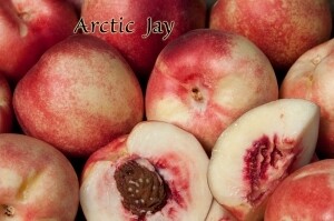 DWN White Nectarine Arctic Jay 1/2" on Citation $52.99