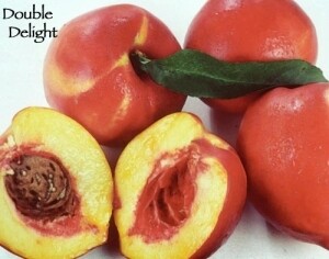 DWN Nectarine Double Delight 1/2" on Citation $52.99