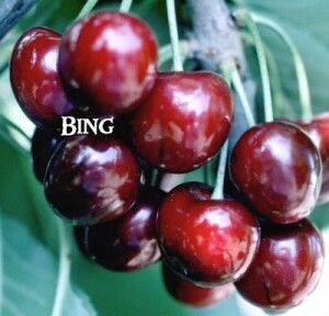 DWN Cherry Bing 1/2