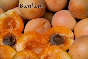 DWN Apricot Blenheim 1/2