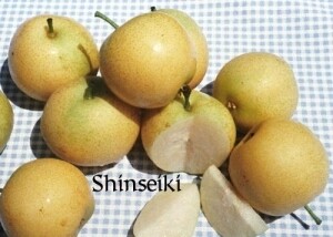 DWN Asian Pear Shinseiki 1/2" on Calleryana $45.99