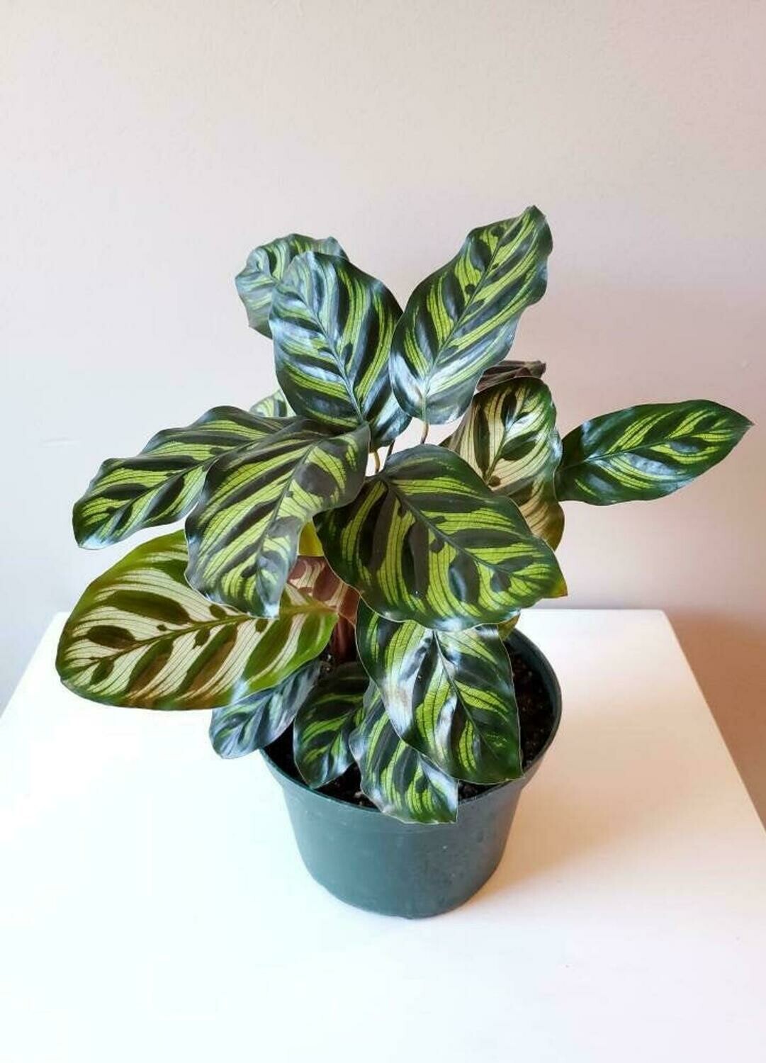 LAT 6" Calathea Makoyana – Store – The Plant Foundry