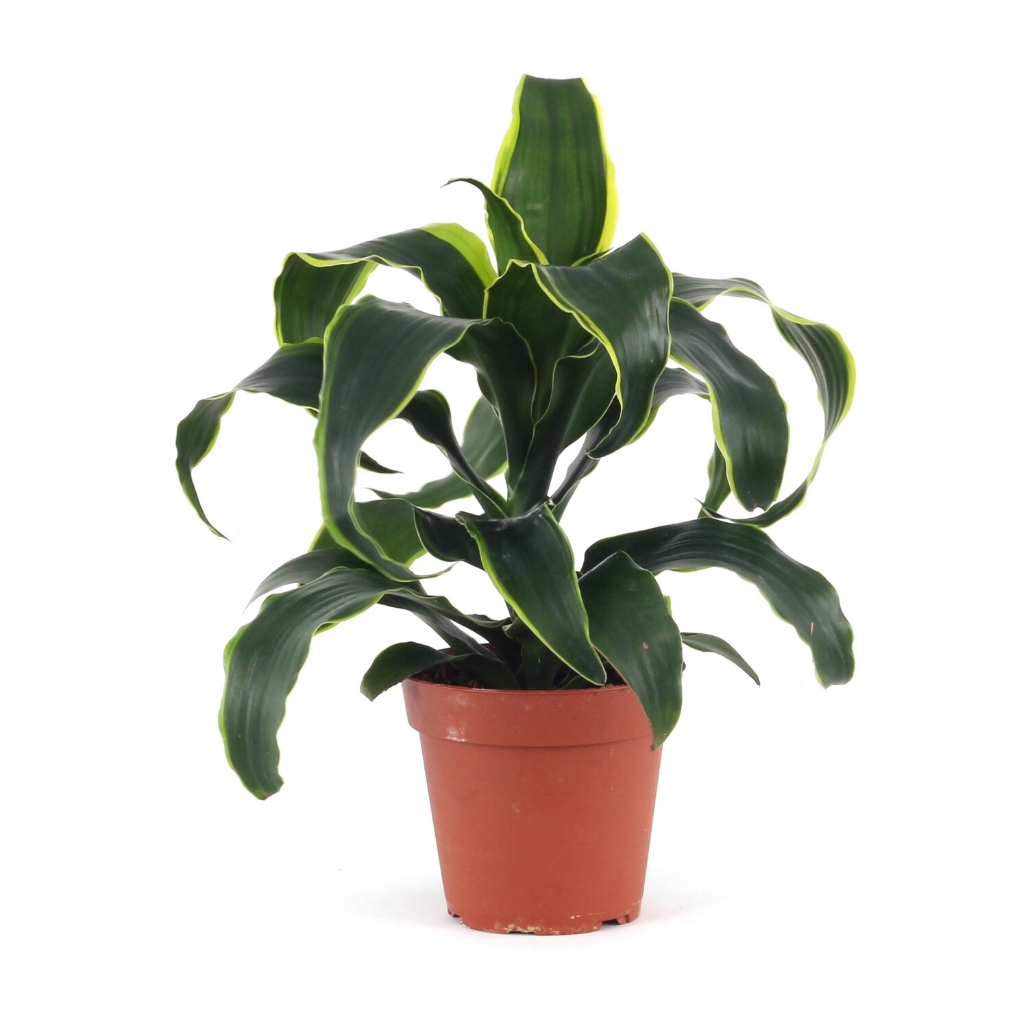 LAT 4" Dracaena dorado