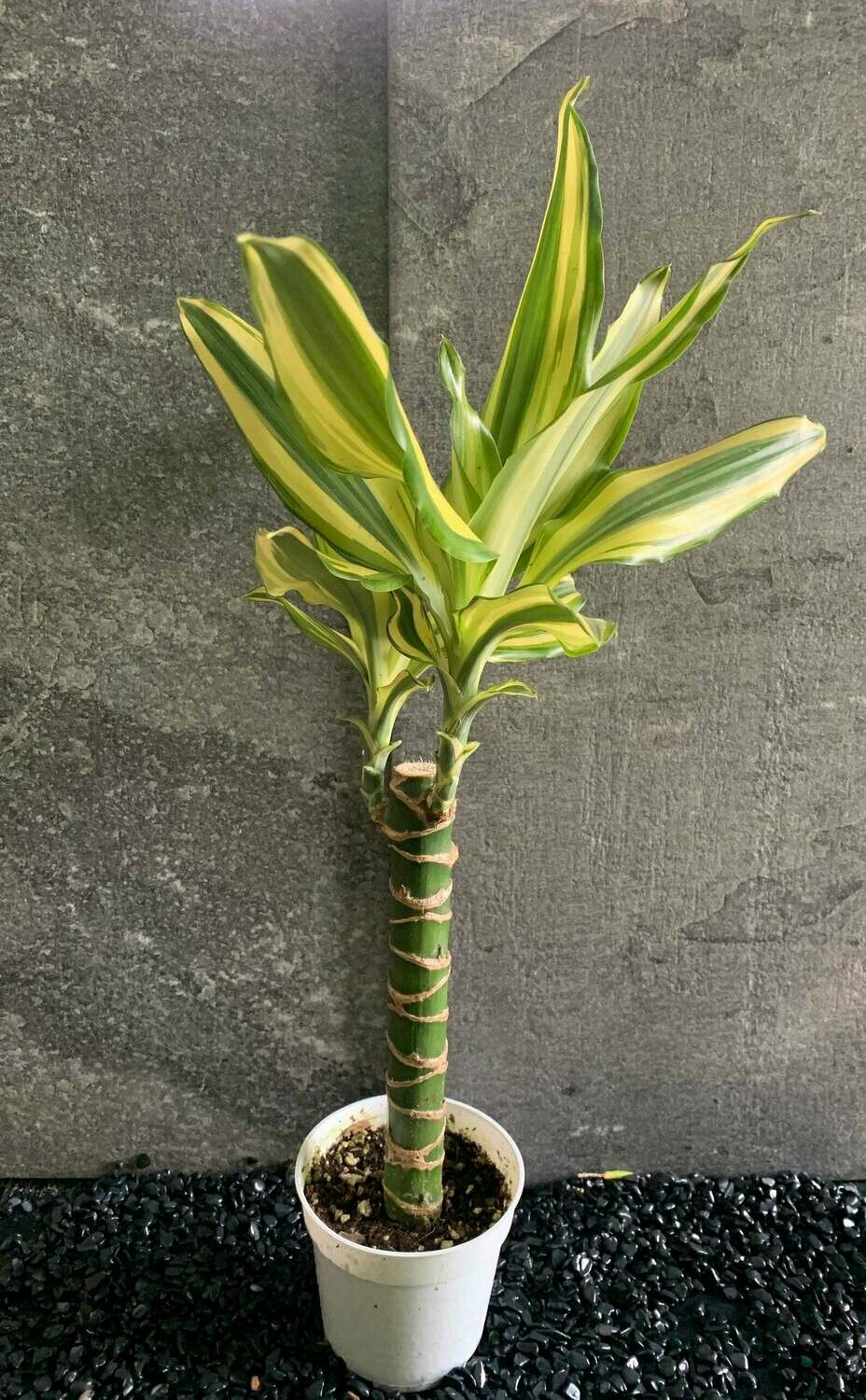 LAT 4" Dracaena Sted Sol Cane