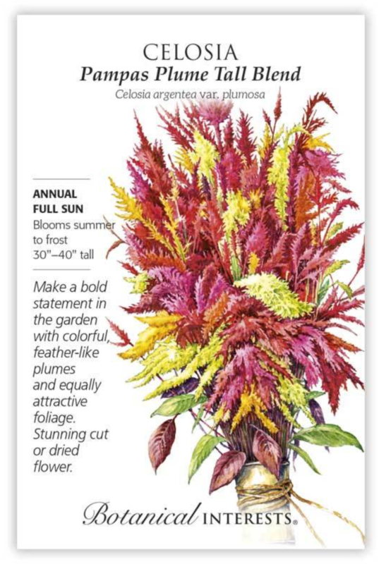 BI Celosia Pampas Plume Blend 1405