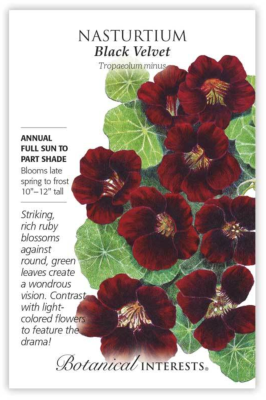 BI Nasturtium Black Velvet 1328