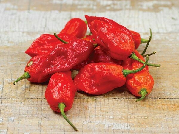 Baker Creek Pepper Bhut Jolokia Red or Ghost Pepper HPP171