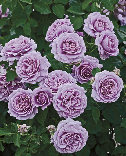 Weeks Roses Love Song (FL)