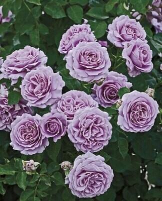 Weeks Roses Love Song (FL)