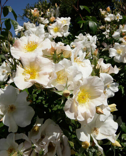 Weeks Roses Sally Holmes (CL)