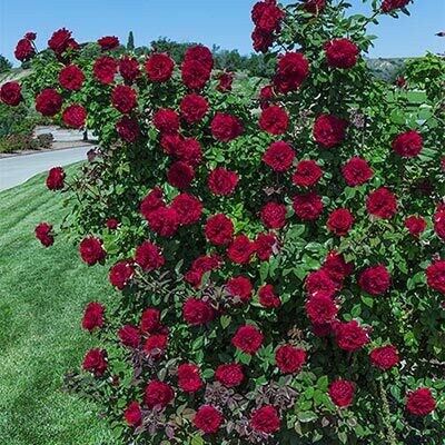 Weeks Roses Lady in Red (CL)