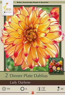 NBC Dahlia Lady Darlene 