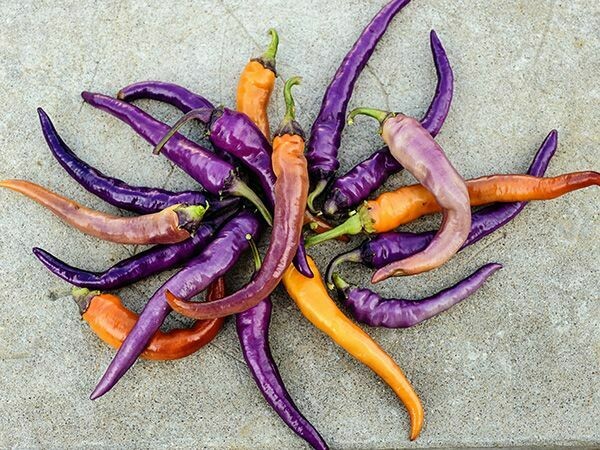 Baker Creek Pepper Buena Mulata HPP500