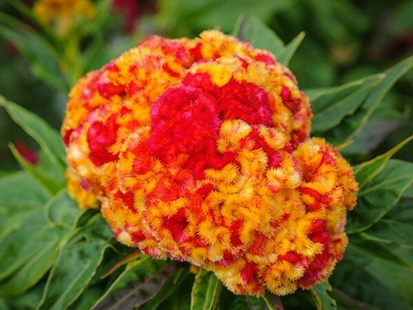 Baker Creek Celosia Variegated Cockscomb FL289