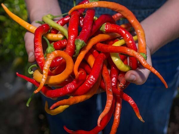 Baker Creek Pepper Corbaci PP157