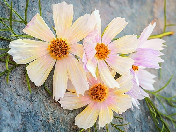 Baker Creek Cosmos Apricot Lemonade 