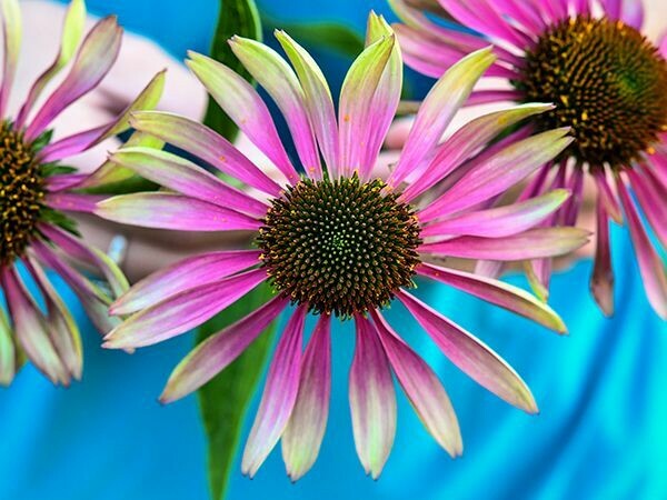 Baker Creek Echinacea Green Twister HB184