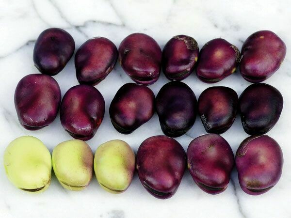 Baker Creek Fava Beans Extra Precoce A Grano Violetto FB105