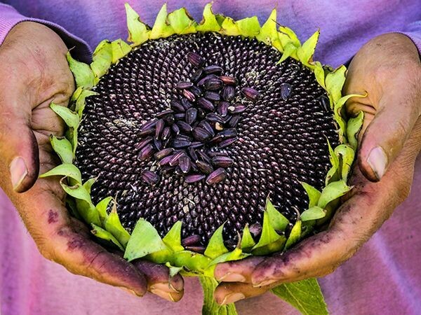 Baker Creek Sunflower Hopi Black Dye FL740