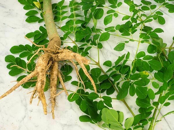 Baker Creek Moringa Dwarf HB245