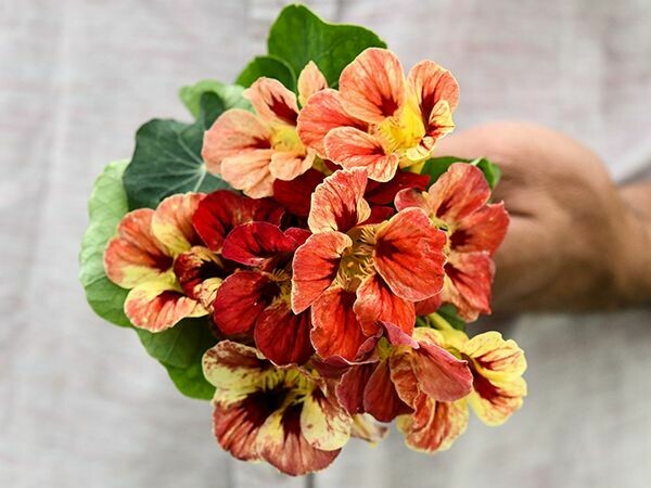 Baker Creek Nasturtium Bloody Mary FL238