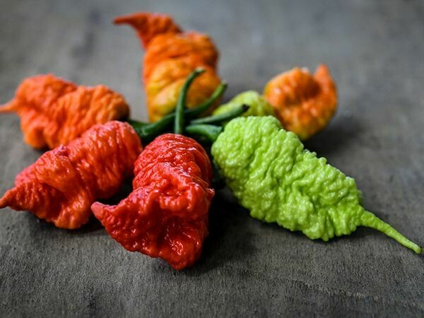 Baker Creek Pepper Death Spiral HPP152