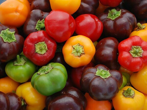 Baker Creek Pepper Mini Bell Mix PP204