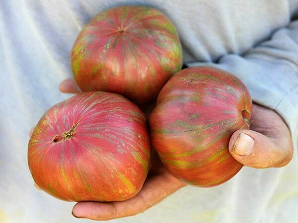 Baker Creek Tomato Berkeley Tie Dye Pink TX105