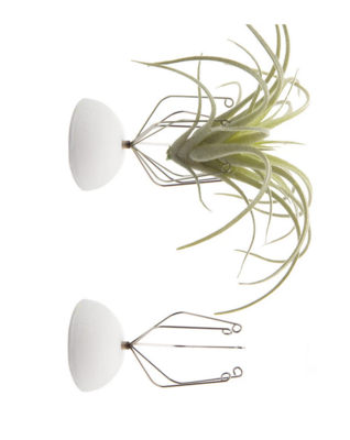 Chive Air Plant Holder-Wall Mount (APWALL)