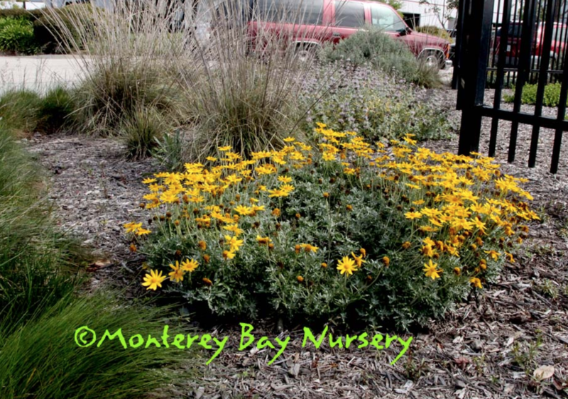 MBN 1Gal Eriophyllum lanatum 'Siskiyou' 19524