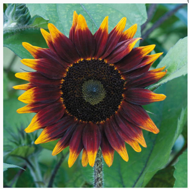 BI Sunflower Shock O Lat 1327