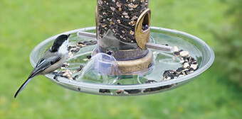 Zbird Aspects QC Seed Tray 10" (449)