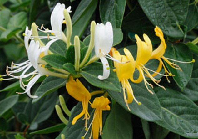 Griggs 1Gal Lonicera japonica 'Halliana' - Staked 7848