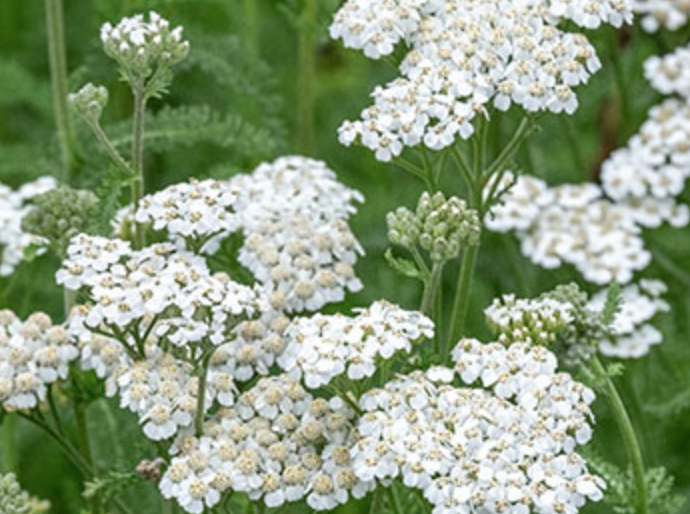 Griggs 1Gal Achillea millefolium 'Lake County' 12841