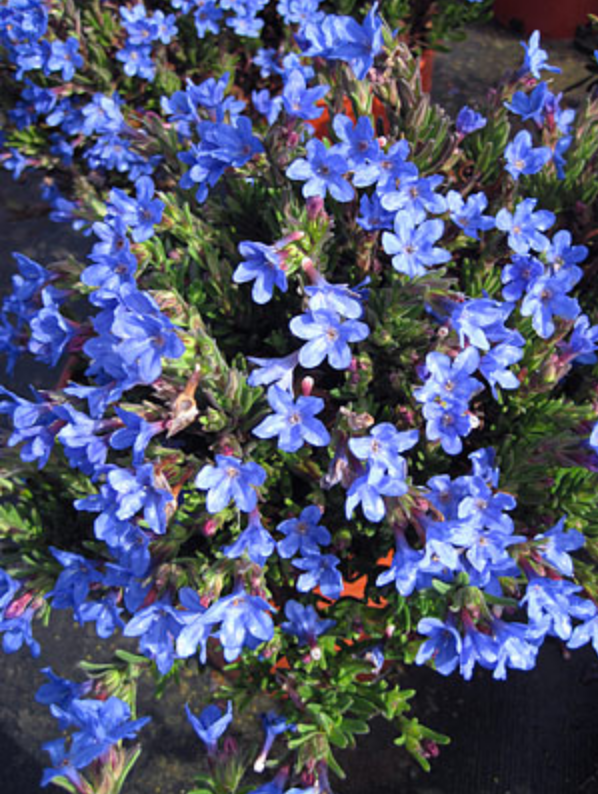 Griggs 1Gal Lithodora diffusa 'Grace Ward'19877