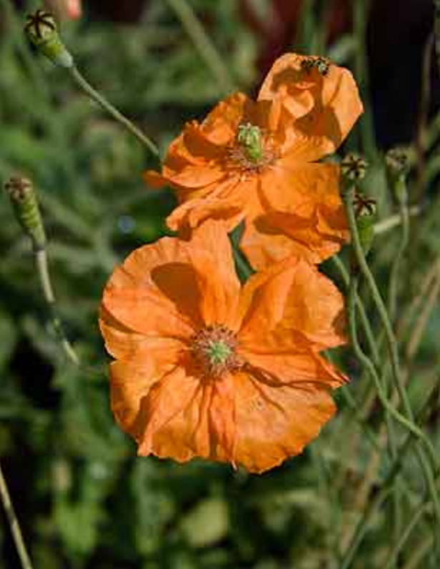 Griggs 1Gal Papaver pilosum 8750
