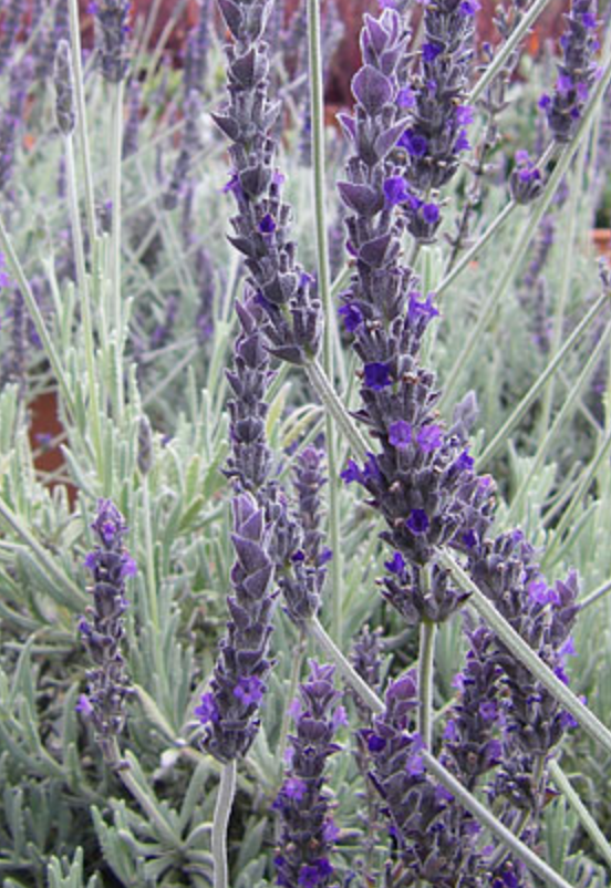 Griggs 1Gal Lavandula 'Goodwin Creek Grey' 19857