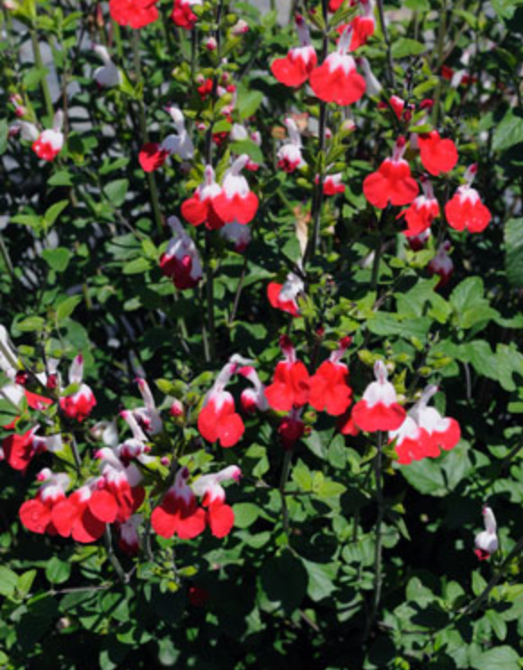 Griggs 1Gal Salvia microphylla 'Hot Lips' 19919