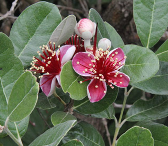 Griggs 5Gal Feijoa sellowiana 5325