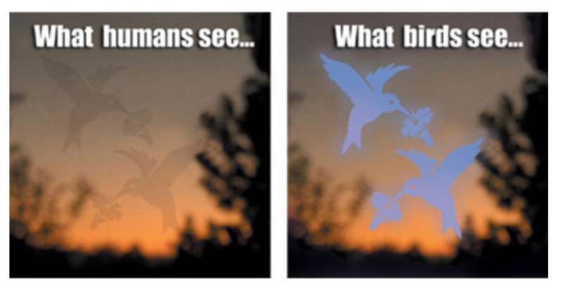 Kinsman Hummingbird Window Alert