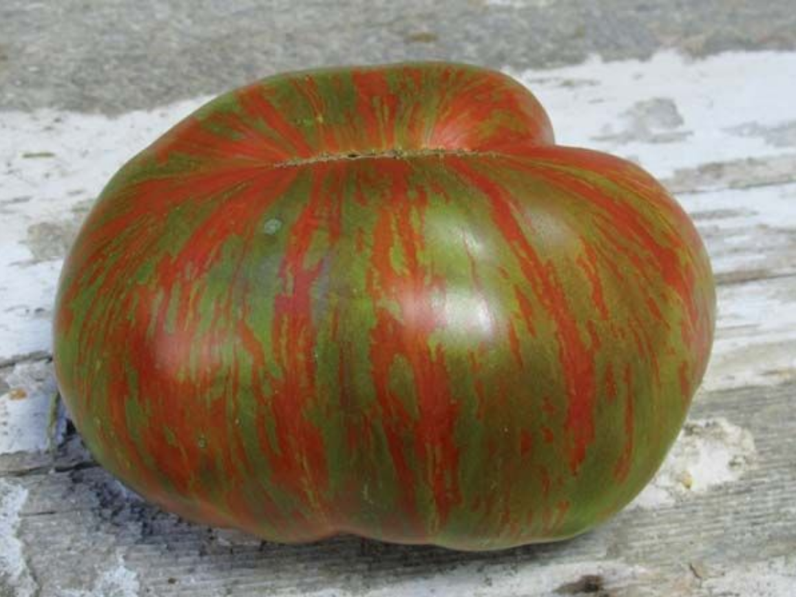 Baker Creek Tomato Large Barred Boar – Store – The Plant Foundry