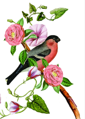 PFD Pink Bird Mini Card MI-PB