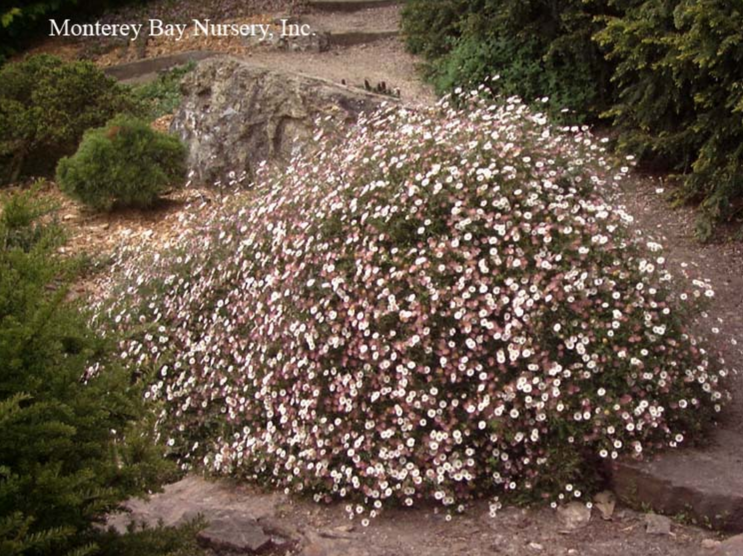 MBN 1Gal Erigeron karvinskianus