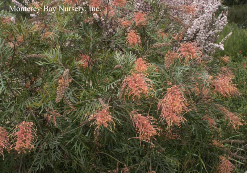 MBN 1Gal Grevillea 'Superb' 06009