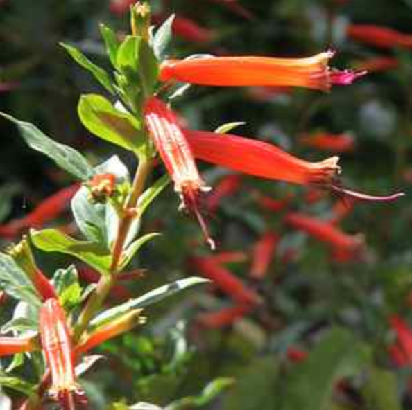 MBN 1Gal Cuphea ignea 'David Verity' 17322