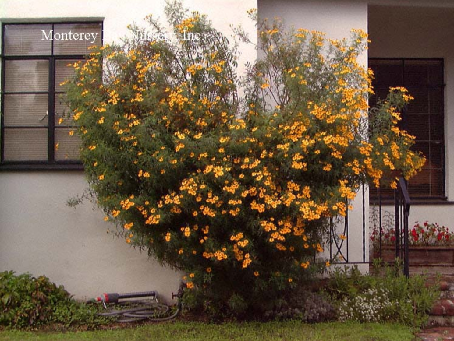 MBN 1Gal Tagetes lemmonii