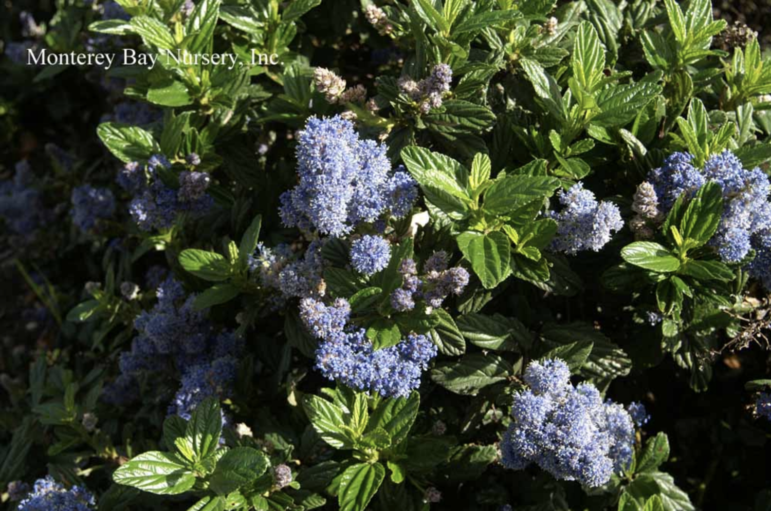 MBN 1Gal Ceanothus griseus 'Yankee Point' 00375