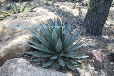 MBN 1Gal Agave 'Blue Glow'